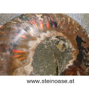 Ammonite Nr.1 - links